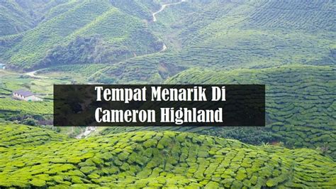 10 Tempat Menarik Di Cameron Highland Aku Muslim