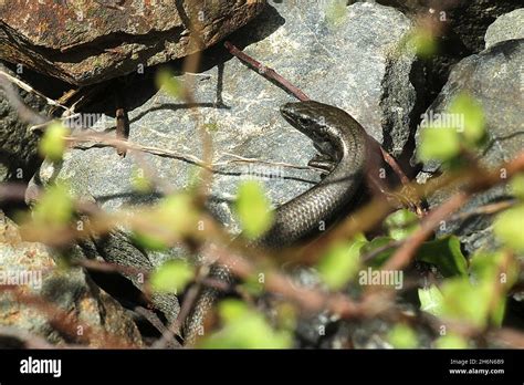 New Zealand grass skink (Oligosoma polychroma Stock Photo - Alamy