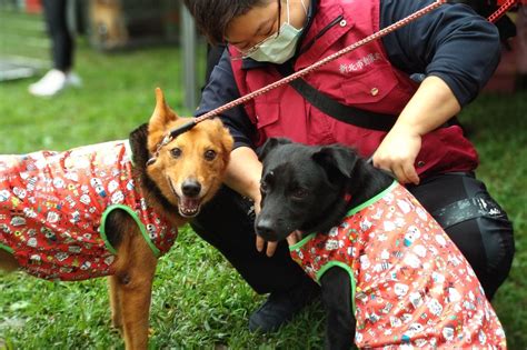 無晶片柴犬「未牽繩」公園跑太嗨失蹤！ 飼主領回遭動保開罰3千 Ettoday寵物雲 Ettoday新聞雲