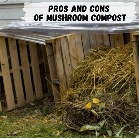 Pros and cons of mushroom compost – WormBucket