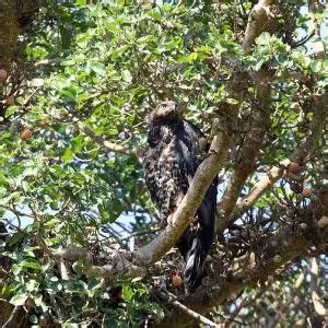 Crowned Eagle - Facts, Diet, Habitat & Pictures on Animalia.bio