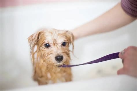 Why Do Dogs Go Crazy After A Bath Solved And Explained