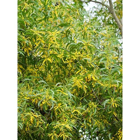 Jual 10 Benih Biji Yellow Acacia Mangium Black Wattle Hickory Forest Mangrove Plant Tongke Hutan