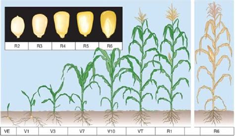 The Process Of Maize Seed Germination A Visual Guide