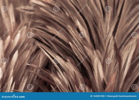 Beautiful Abstract White Gray And Brown Feathers On Dark Background And