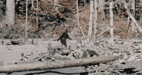 Bigfoot Seen Clearly In Stabilized Patterson Gimlin Film