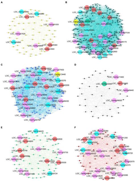 Frontiers Identification Of Key Genes In Luang Pratahn Thai Salt