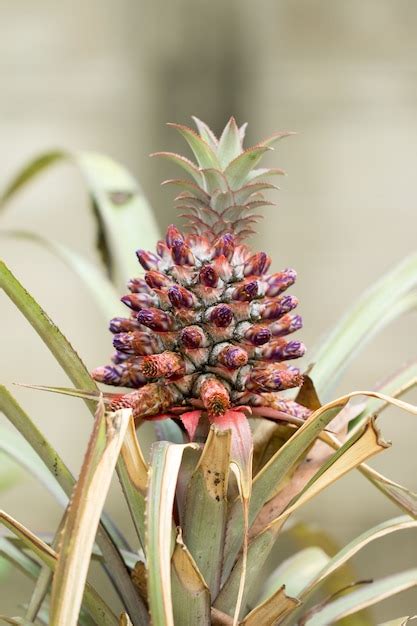 vibrant pineapple tree images    freepik