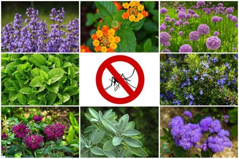 20 Best Plants That Repel Mosquitoes Including Zone Information Ptr