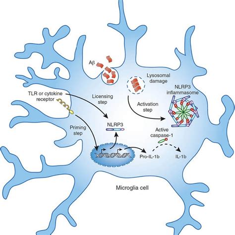 Microglial Cell Diagram Showing The Formation Of The NLRP3 Inflammasome