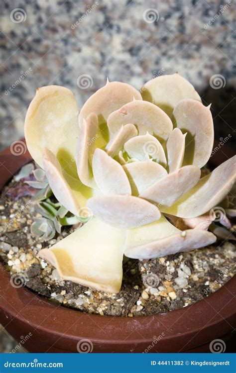 Succulent Stock Photo Image Of Nature Surrounding Deserts 44411382