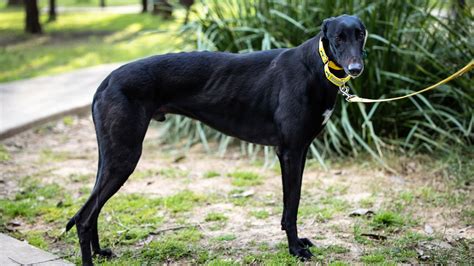 Black Greyhound Dog