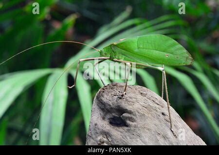 Giant Malaysian Katydid In Its Environment Stock Photo Alamy