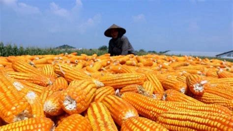 Viral Petani Jagung Nangis Keluhkan Harga Anjlok Begini Respons Bulog