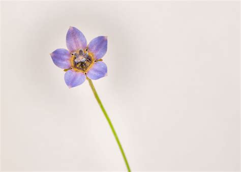 Cape Bluebells Poster Picture Metal Print Paint By Ava Peattie