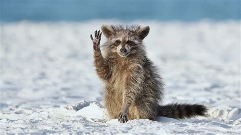 Comedy Wildlife Photos Will Make You Smile - Videos from The Weather Channel