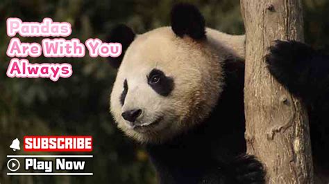 Super Pandaepisode Here Come Six Panda Stars Who Grew Up With