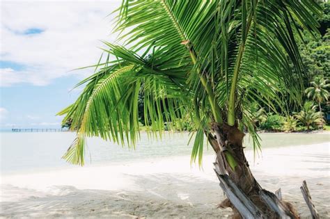 Premium Photo | Palm tree on sand beach