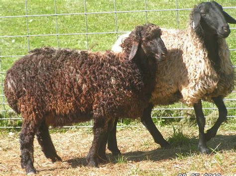 Ewespun Fiber Mill at Old Man Wool Farm: Karakul Sheep