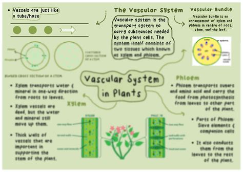 SOLUTION Vascular System In Plants G8 Studypool