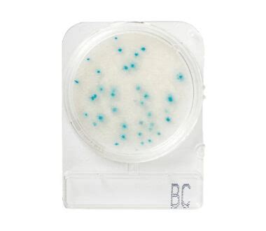 Compact Dry Bacillus Cereus Bc Testes Nissui