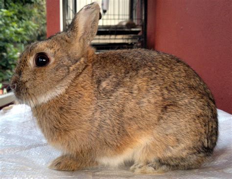 Netherland Dwarf Rabbit Sold 11 Years 3 Months Pure Breed Netherland Dwarf Rabbit From Kuala