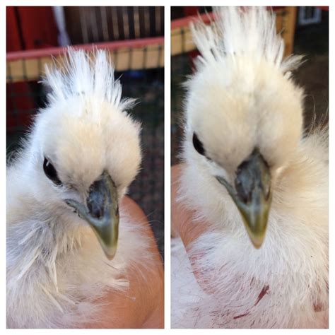 3 Month Old Silkiesmale Or Female Backyard Chickens Learn How To Raise Chickens