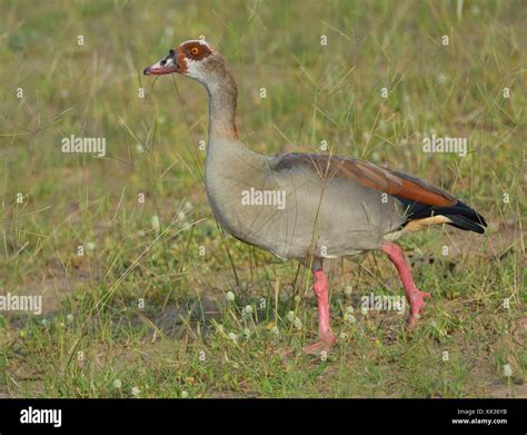 Egyptian goose Stock Photo - Alamy