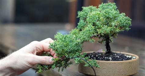 Juniper Bonsai Cascade