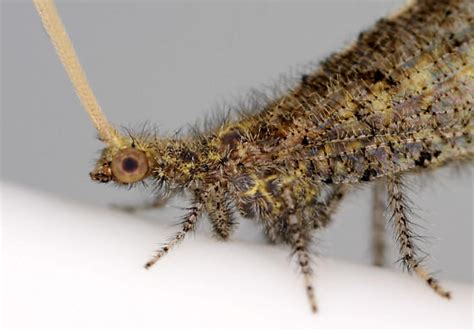 Beaded Lacewing Lomamyia Bugguidenet