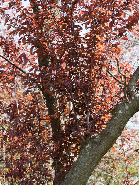 Prunus Cerasifera Atropurpurea Cherry Plum Or Myrobalan Plum