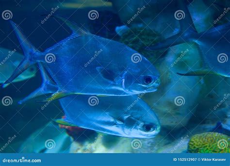 exotic fish trachinotus trachinotus blochii stock image image