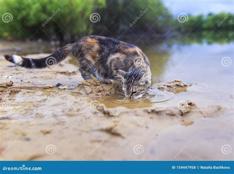 Cute Striped Cat Catches Fish Standing On The Shore And Lowering His