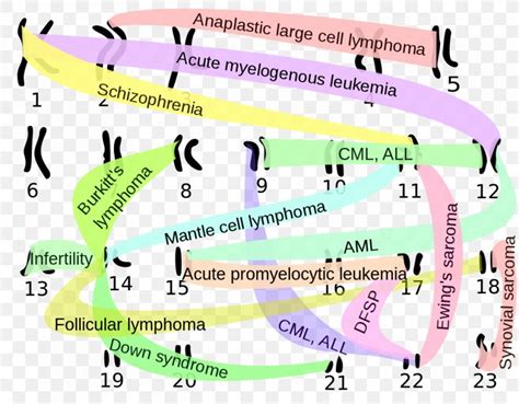 Chromosomal Translocation Philadelphia Chromosome Chromosome ...