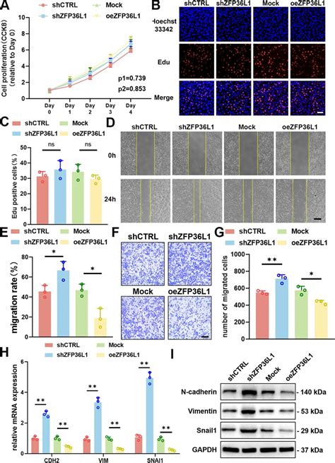 Effect Of ZFP36L1 On The Proliferation Migration And EMT Of 143B