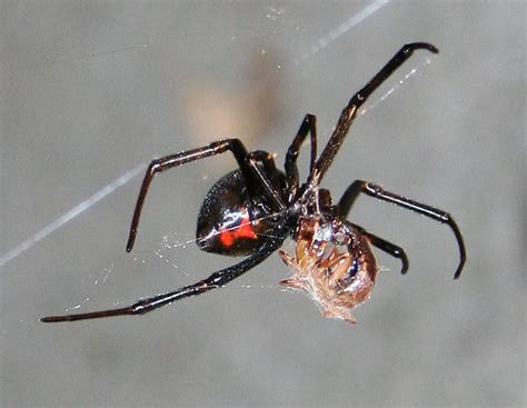 Female Juvenile Black Widow Spider pic 5 : Biological Science Picture ...