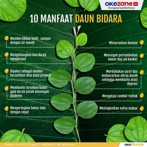 Jual Daun Bidara Arab Segar Daun Segar Widara Arab Obat Herbal