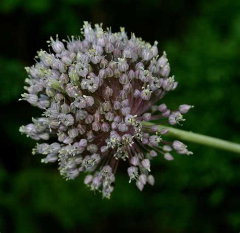 Allium Ampeloprasum