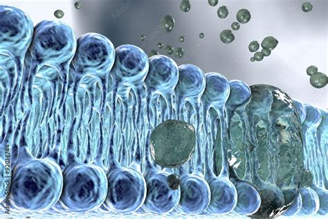 Cell Membrane Lipid Bilayer Digital Illustration Of A Diffusion Of