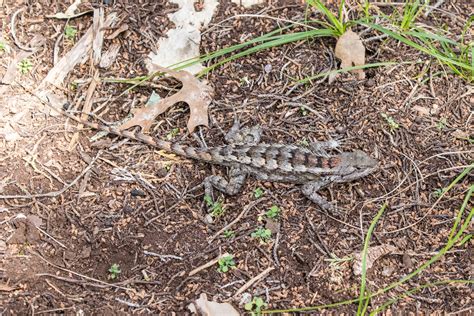 Texas Spiny Lizard (Sceloporus olivaceus)