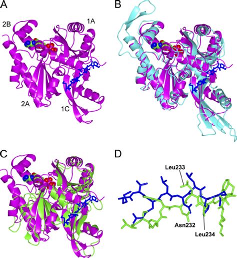 Structure Of T Thermophilus Pilm And Comparison With Other Bacterial