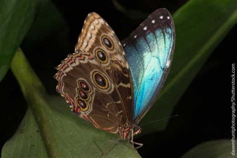 Blue Morpho Butterfly Facts Information Pictures And Video