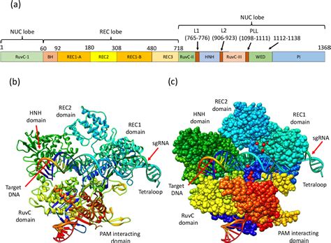 Figure 1 From Recent Advances In Genome Editing Technology With Crisprcas9 Variants And Stimuli