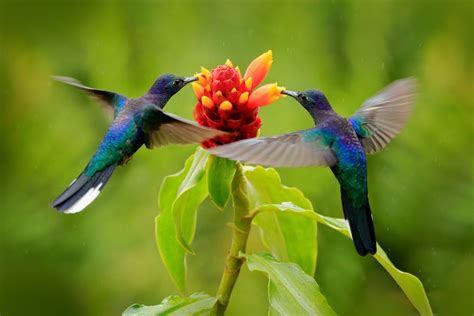 Significado Del Colibrí Desde El México Prehispánico Hasta El Presente