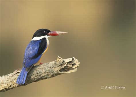 Mostly Indian Birds: Kingfishers of Bhitarkanika