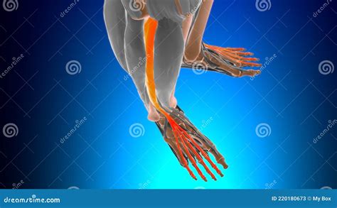 Extensor Digitorum Longus Muscle Anatomy For Medical Concept D Stock