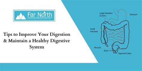 Tips To Improve Your Digestion Maintain A Healthy Digestive System