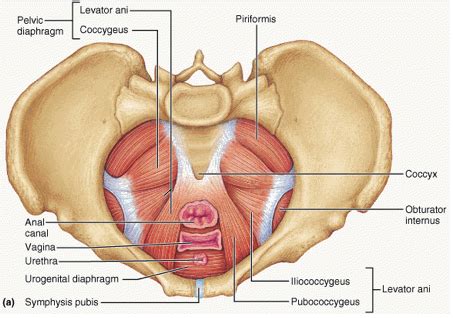 pelvic floor diagram