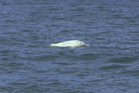 Save the Taiwanese white dolphins: Recent Pink dolphin photos