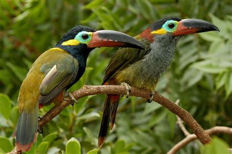 Beautiful Creatures - 10 Rare Toucan Species